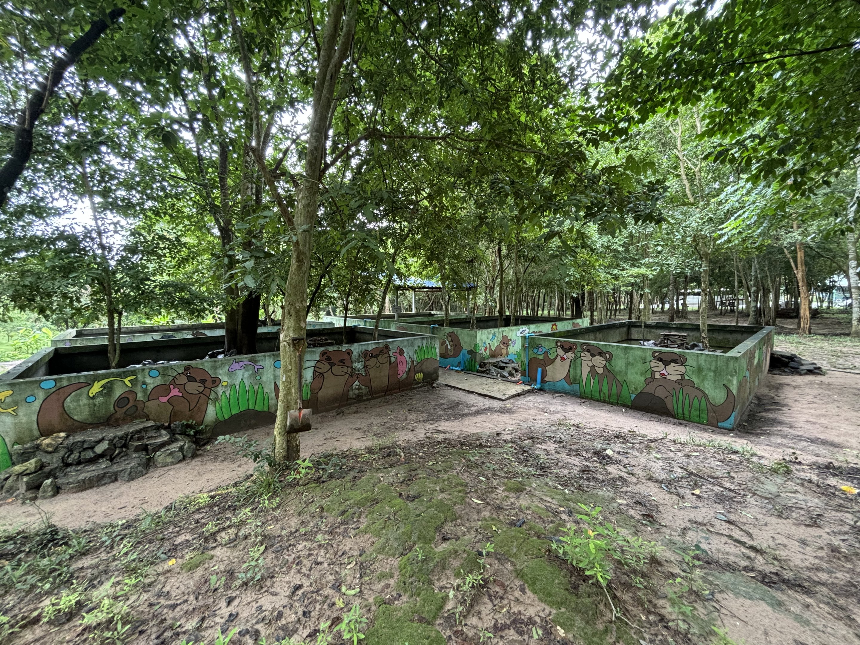 Small-clawed Otter Exhibits (5)