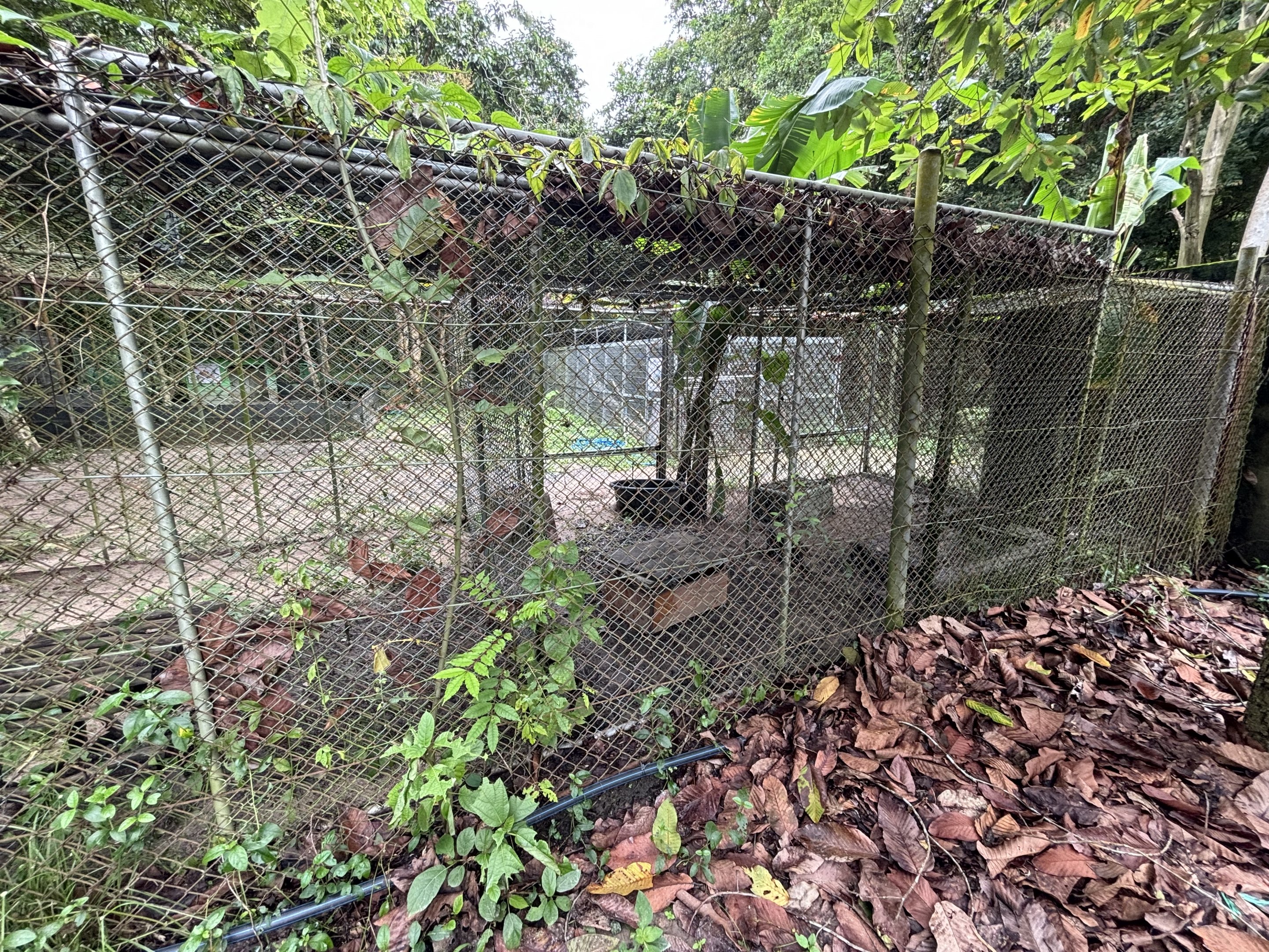 Small-clawed Otter Exhibits #6 + #7