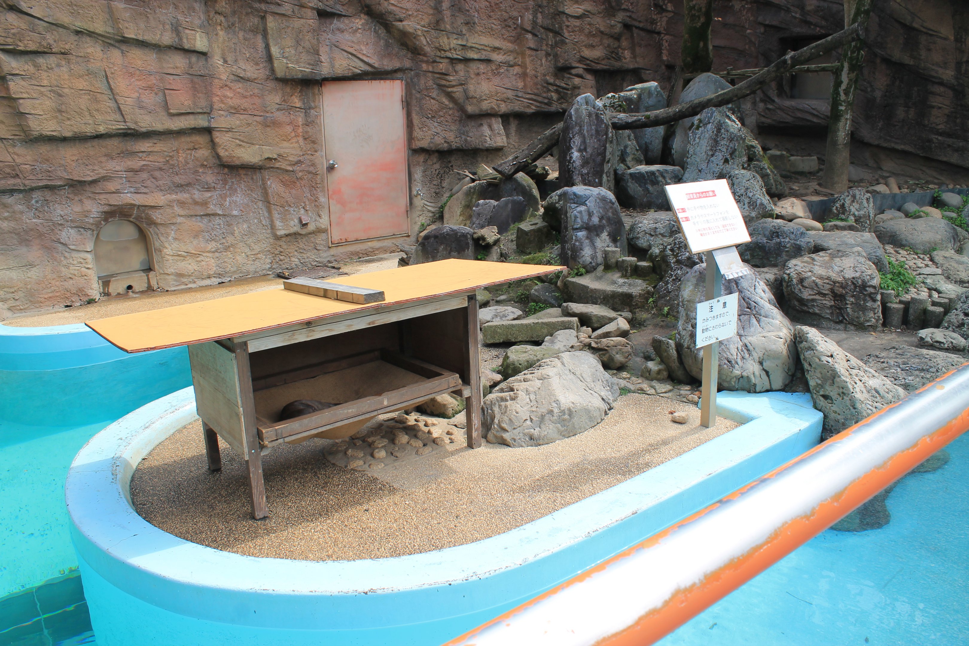 Small-clawed Otter - Hirakawa Zoo (Kagoshima)