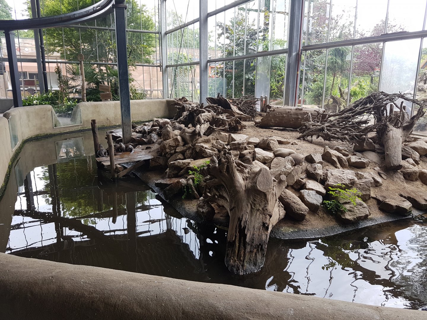 Small-clawed otter-indoor enclosure