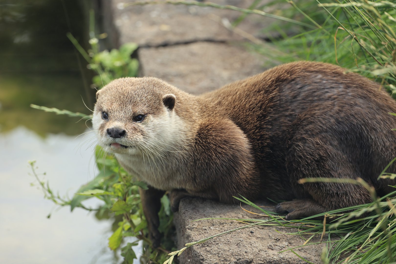 Small-clawed Otter (July 2021)
