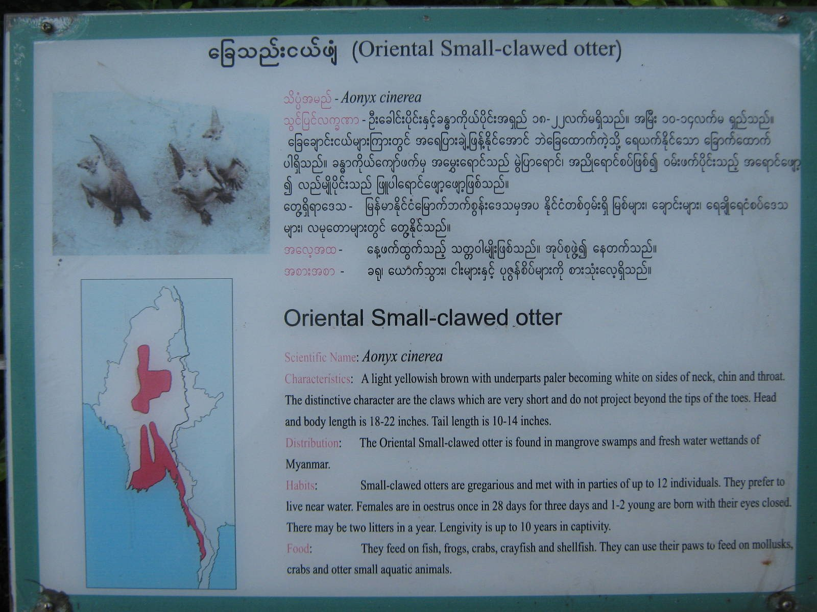 Small-clawed Otter signage