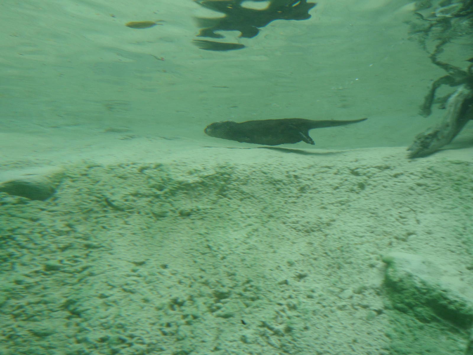 Small-Clawed Otter Underwater Viewing