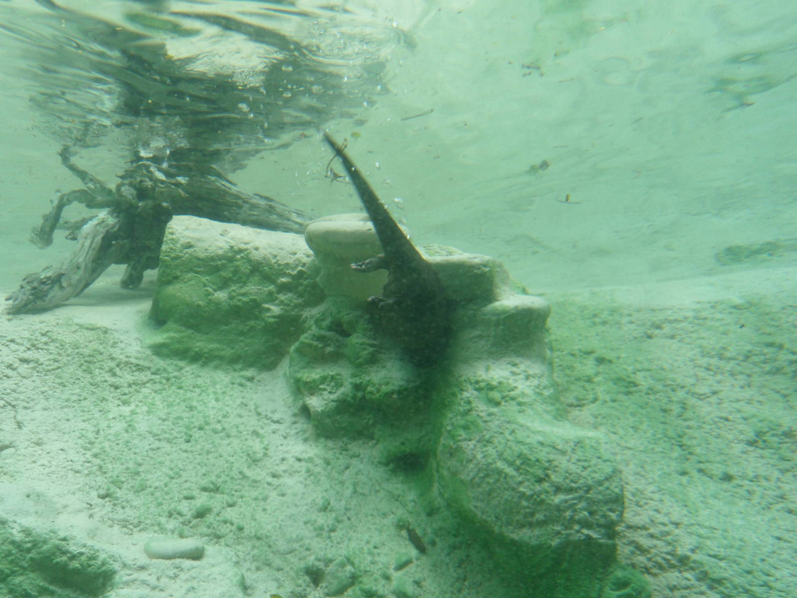 Small-Clawed Otter Underwater Viewing