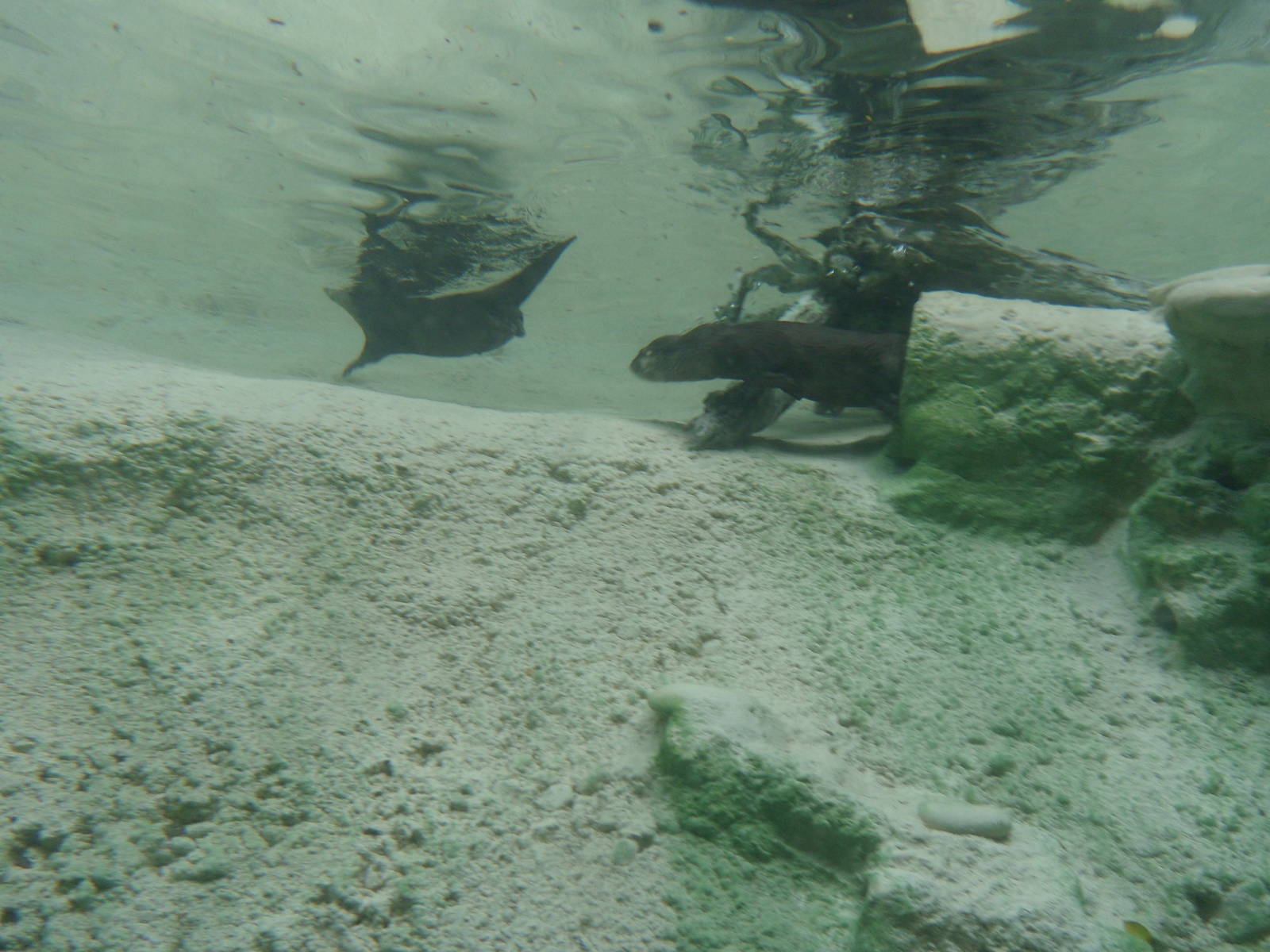 Small-Clawed Otter Underwater Viewing