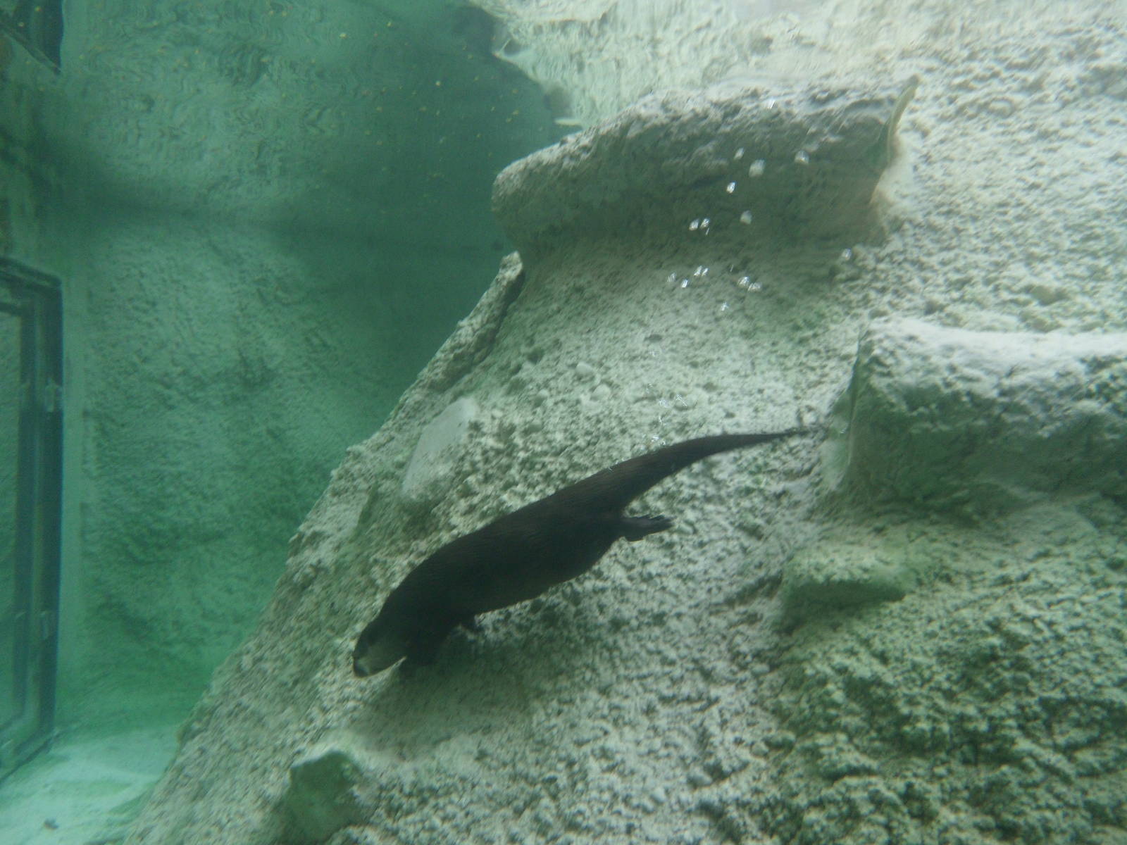 Small-Clawed Otter Underwater Viewing