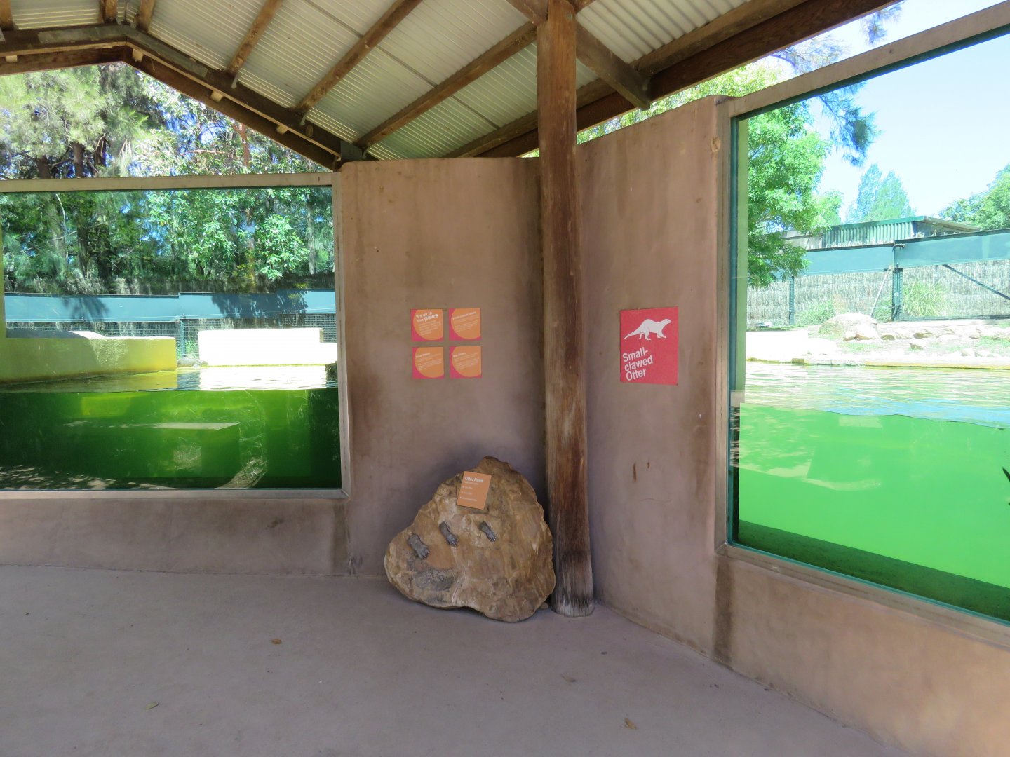 Small Clawed Otter Underwater Viewing