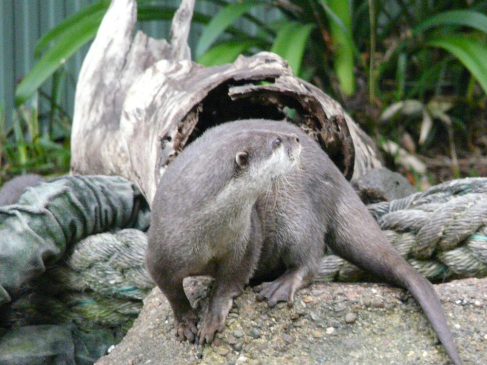 Small-clawed otter