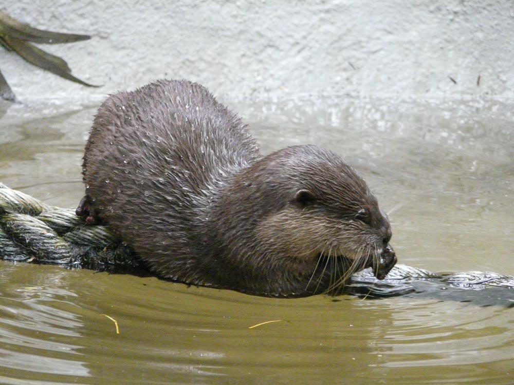 Small-clawed otter