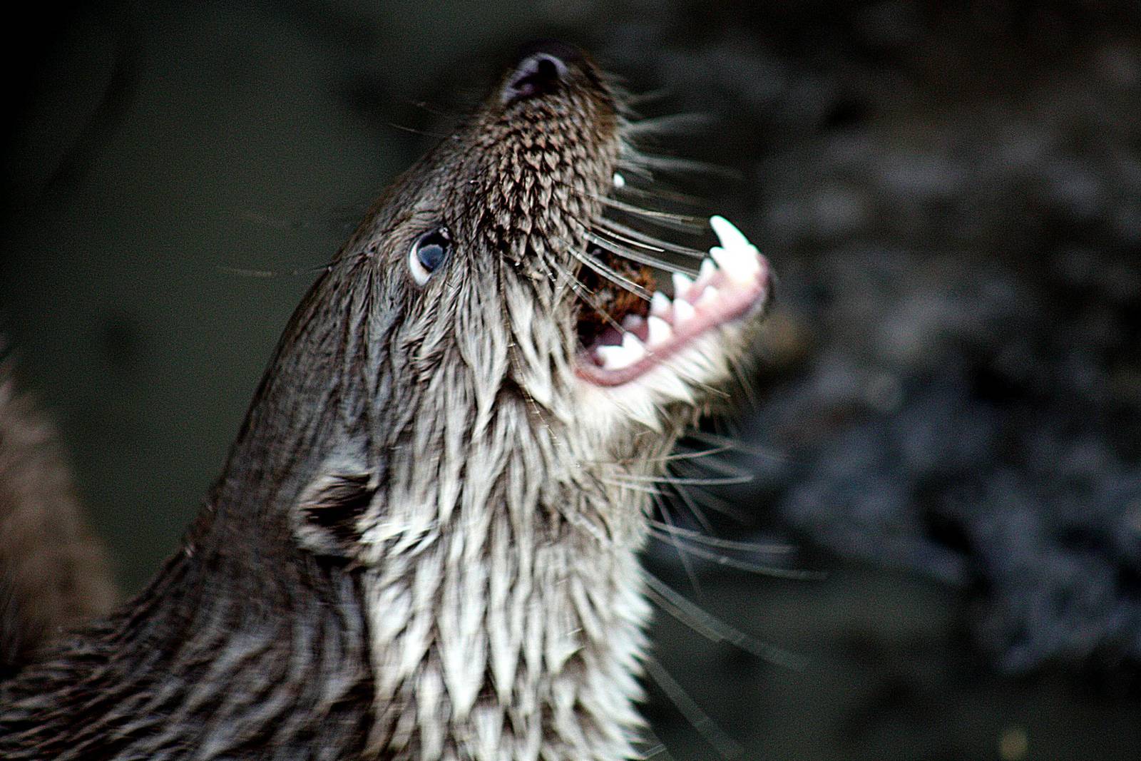 small-clawed otter