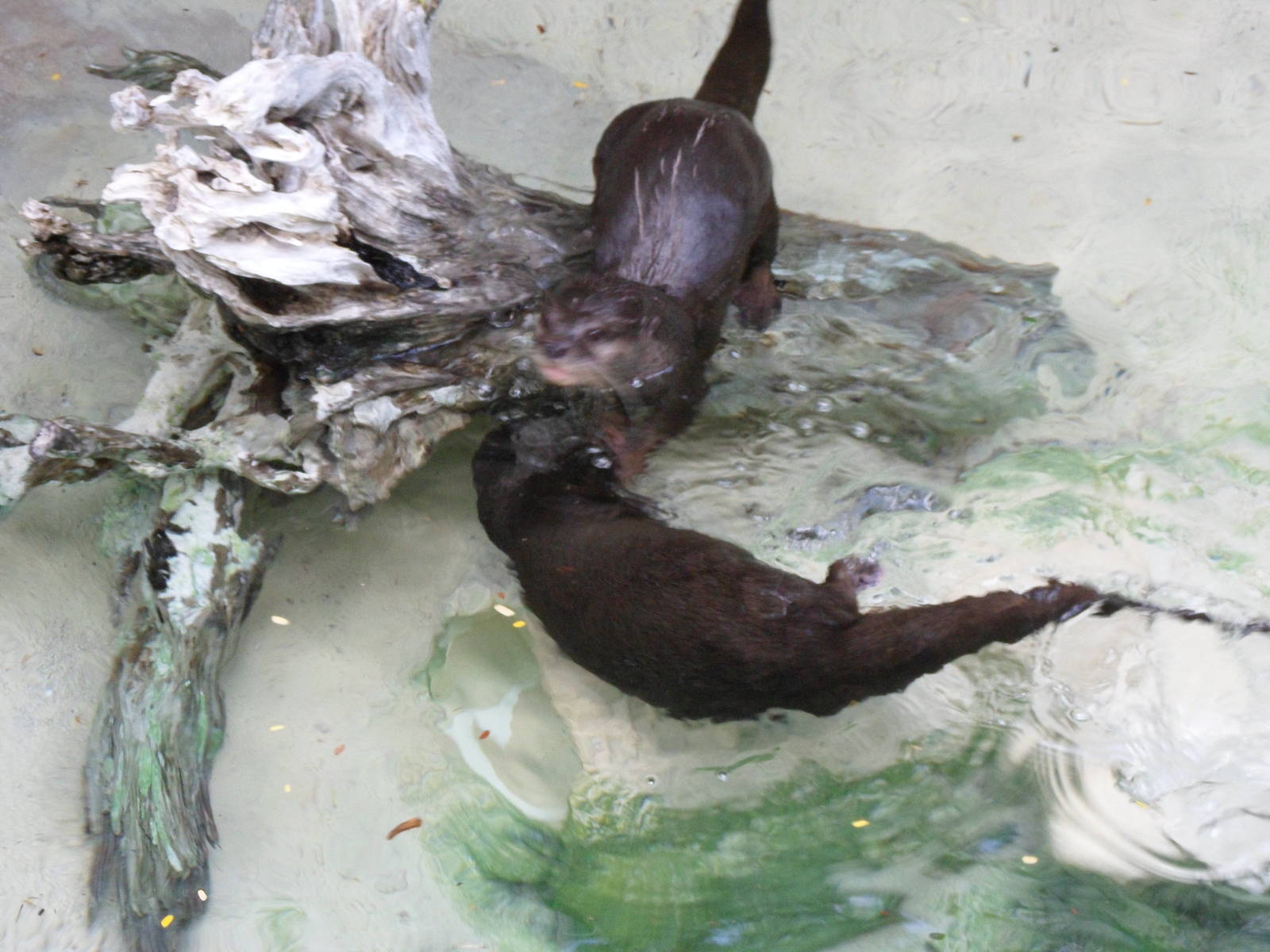 Small-Clawed Otter