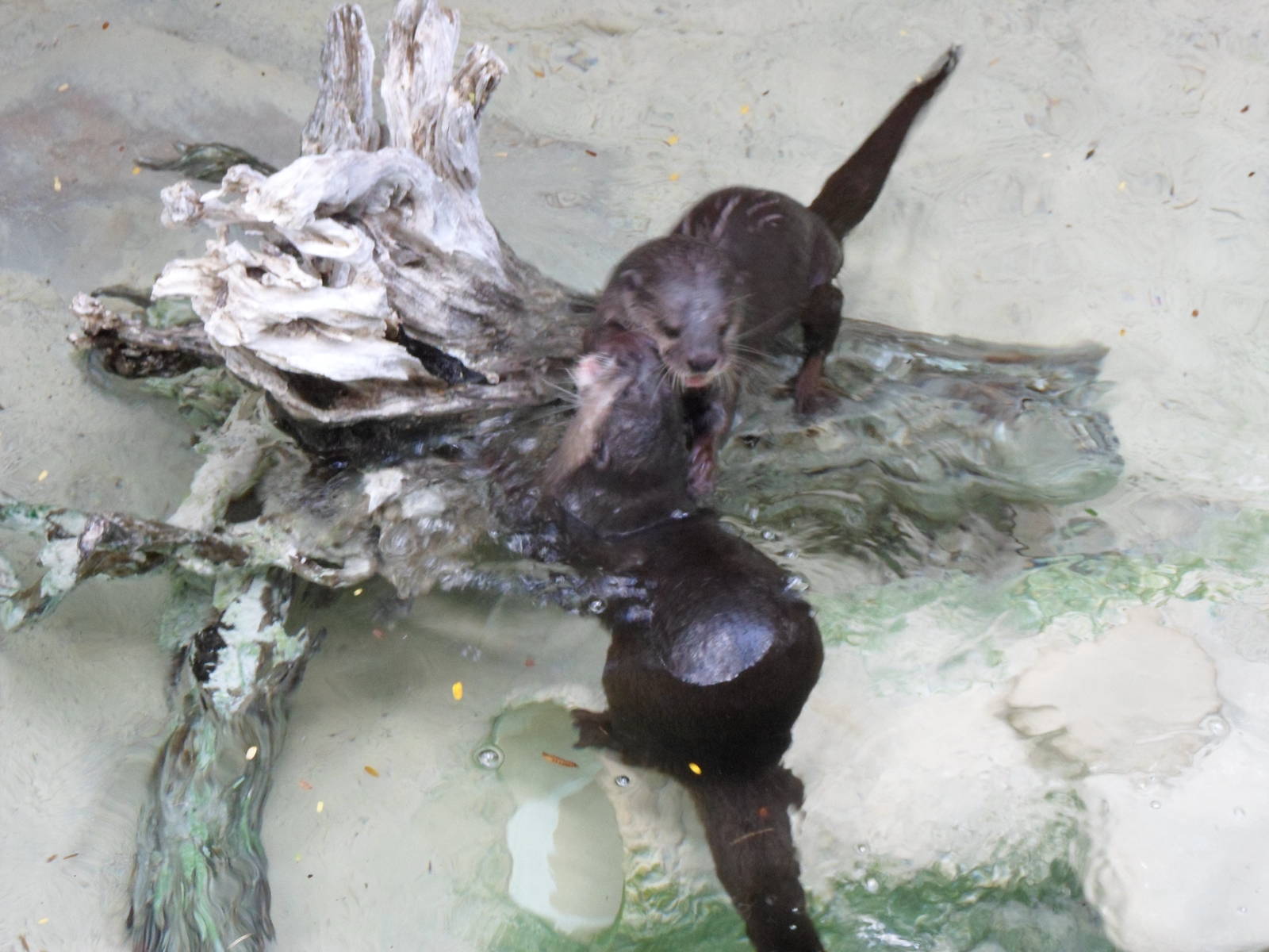 Small-Clawed Otter