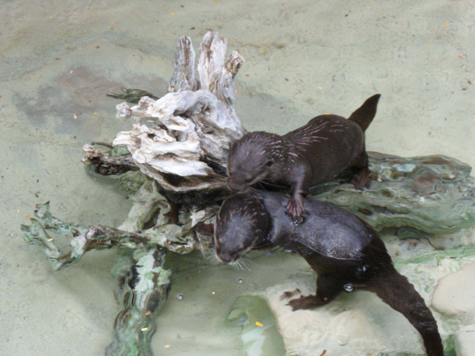 Small-Clawed Otter