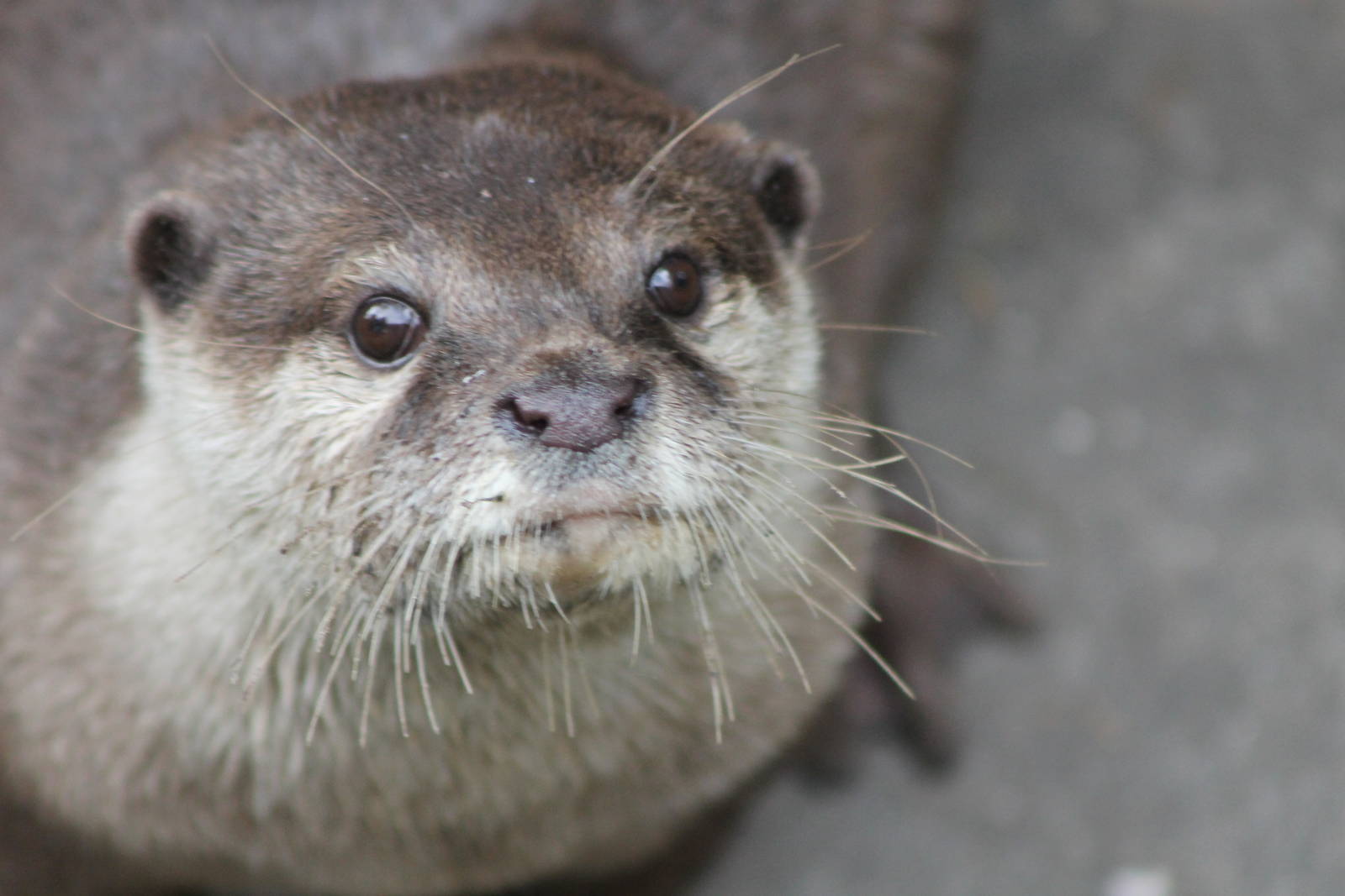 small-clawed otter