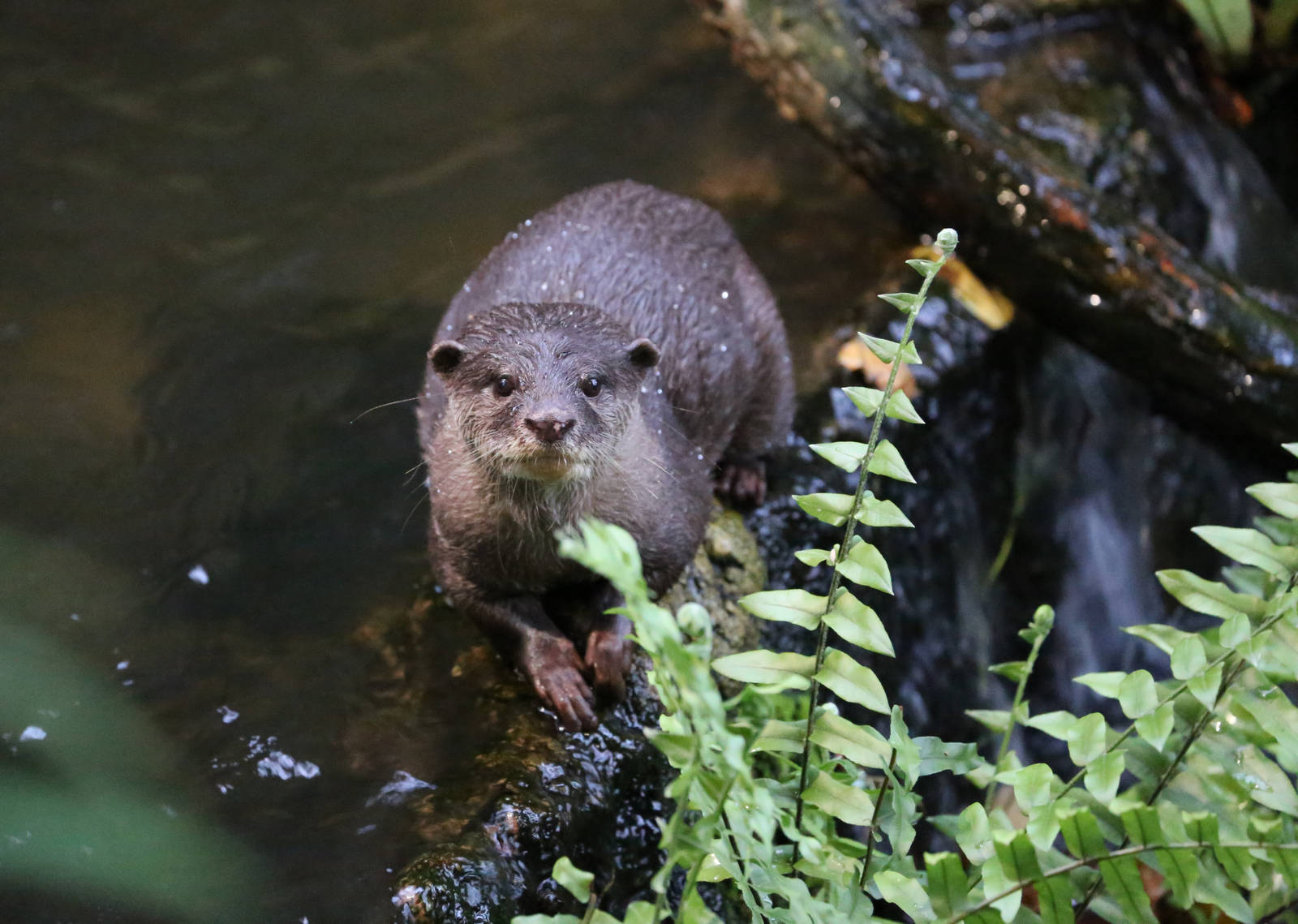 Small Clawed Otter