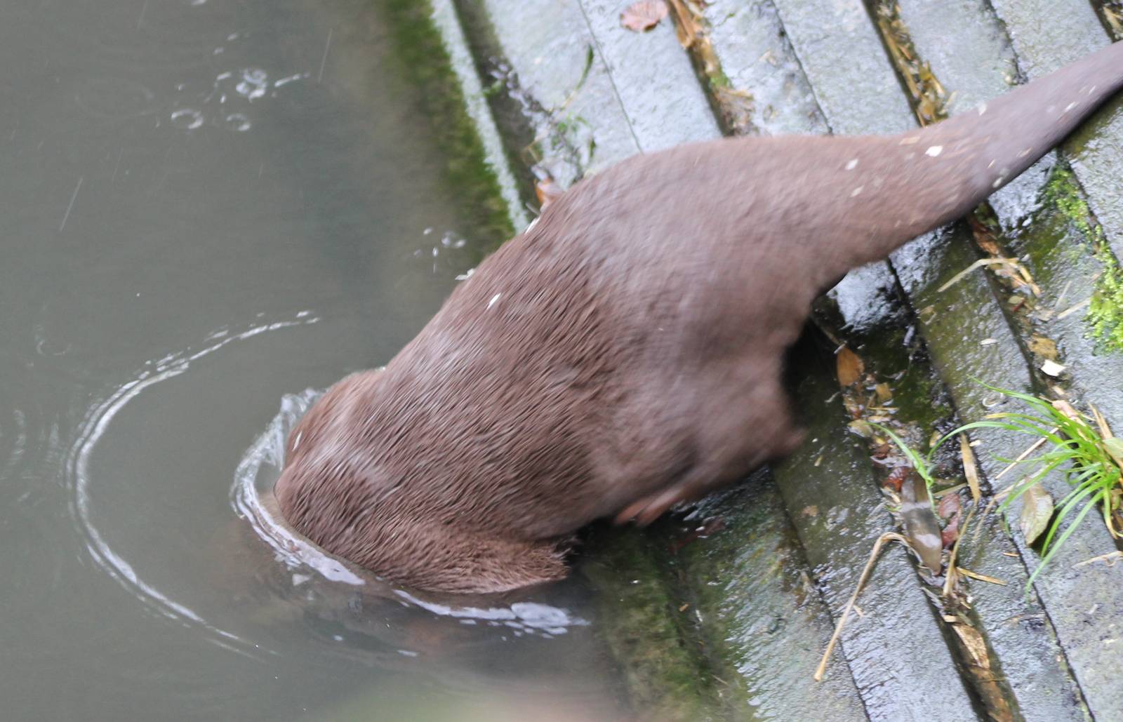 Small-clawed otter