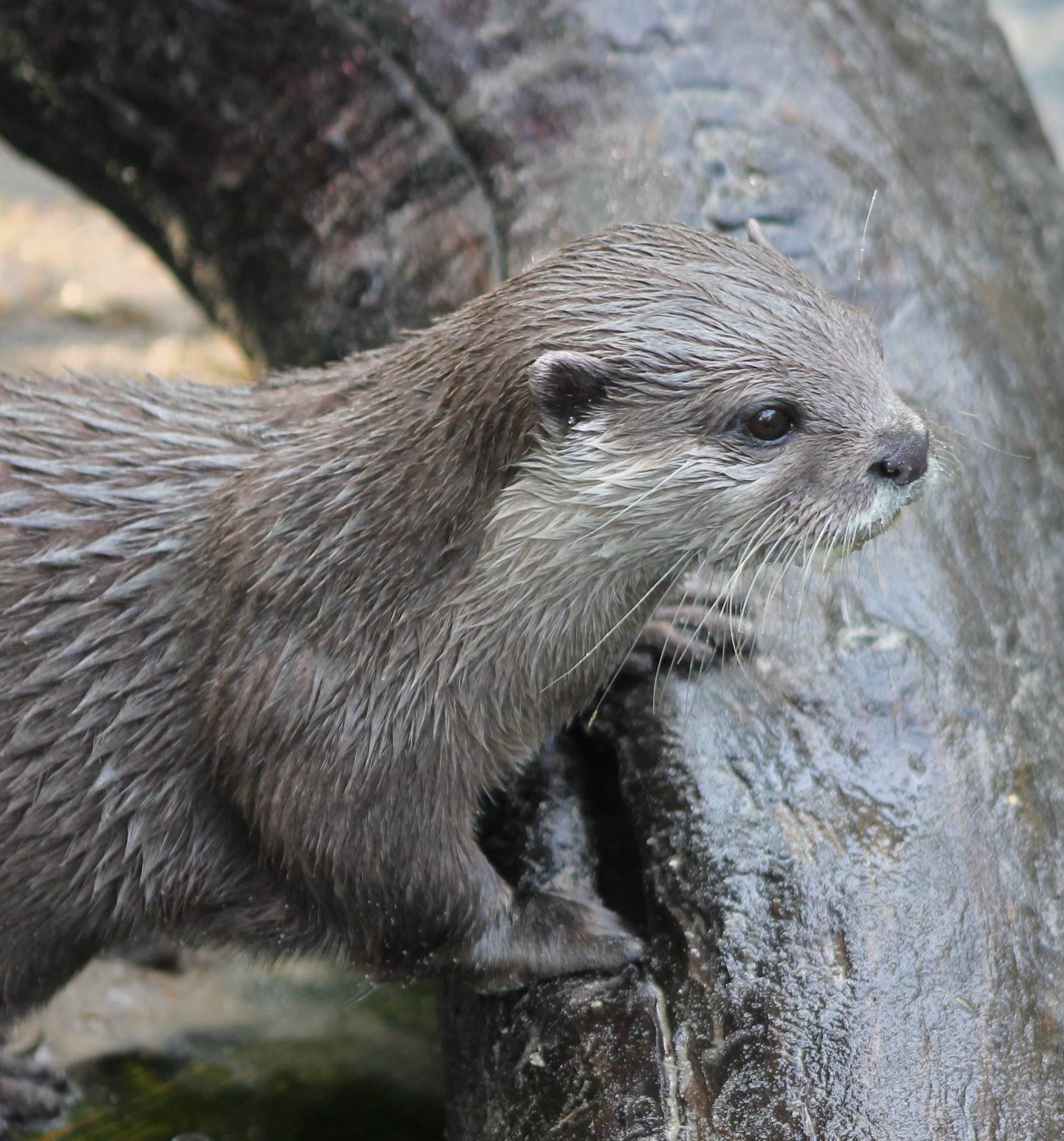 Small-clawed otter