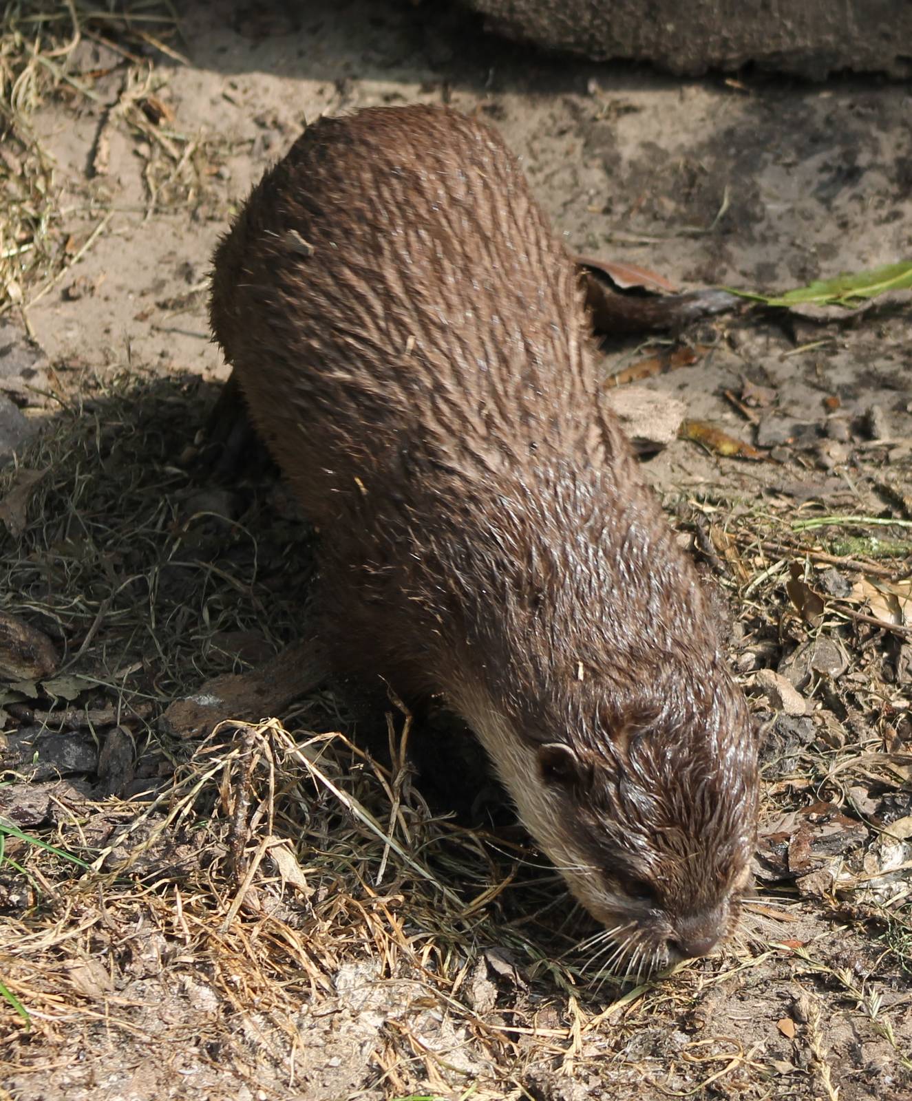 Small-clawed otter