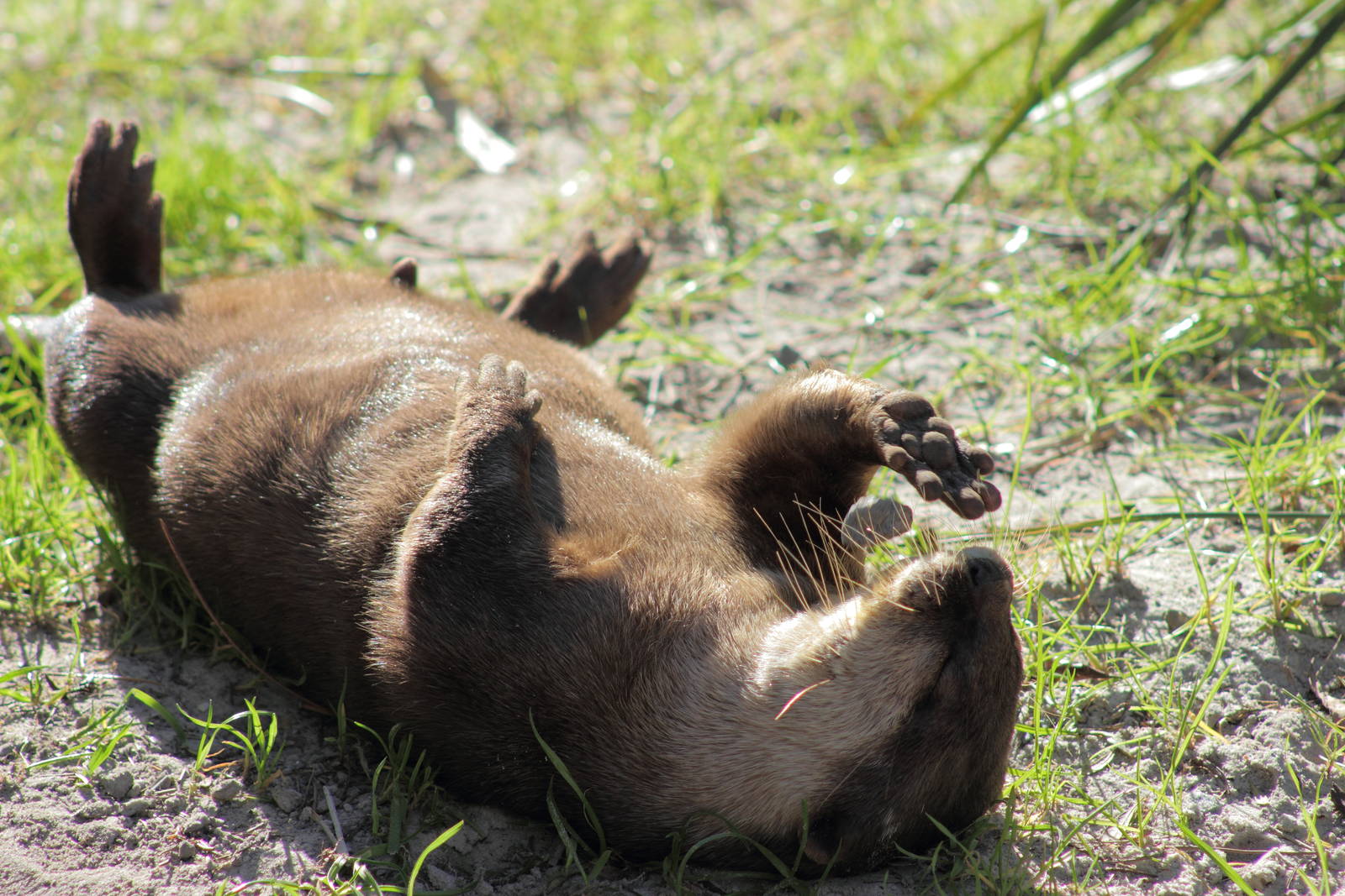 Small Clawed Otter