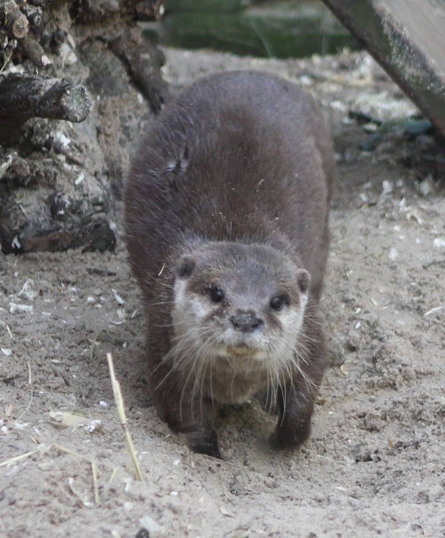 Small-clawed otter
