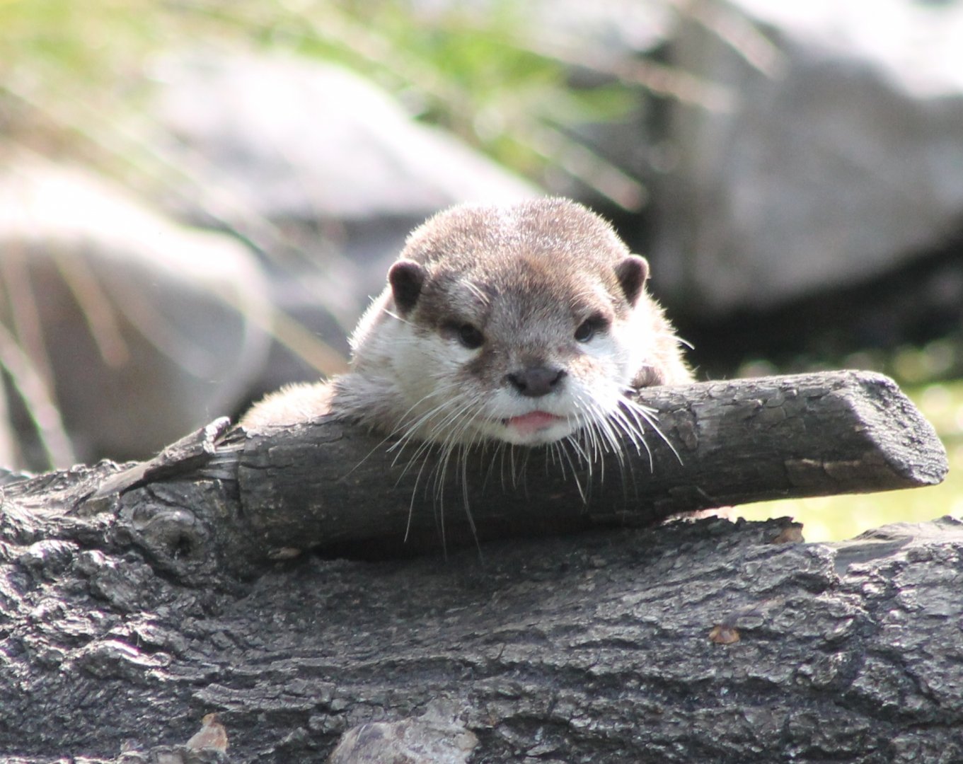 Small-clawed otter