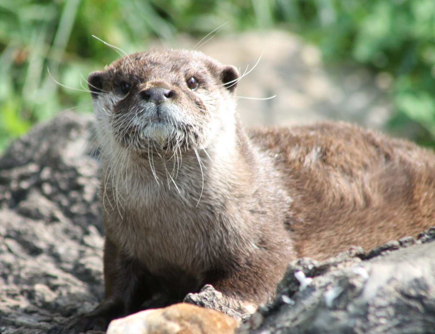 Small-clawed otter