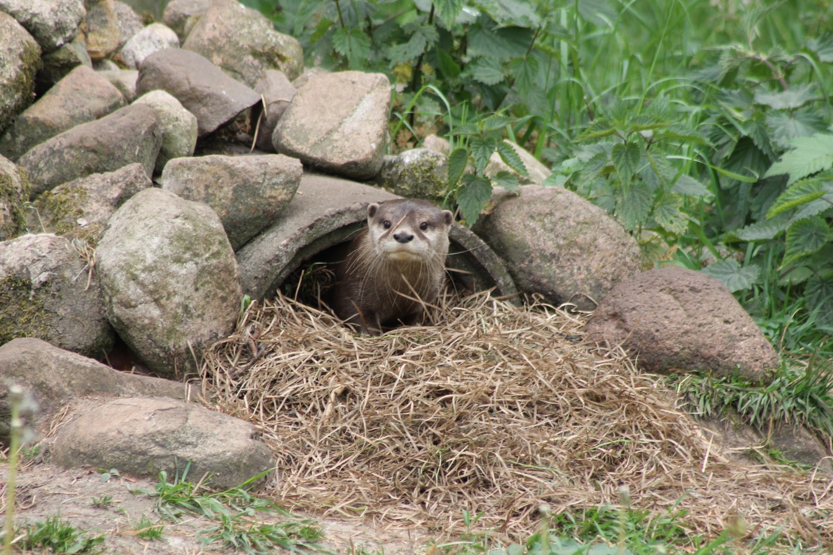 Small-clawed otter