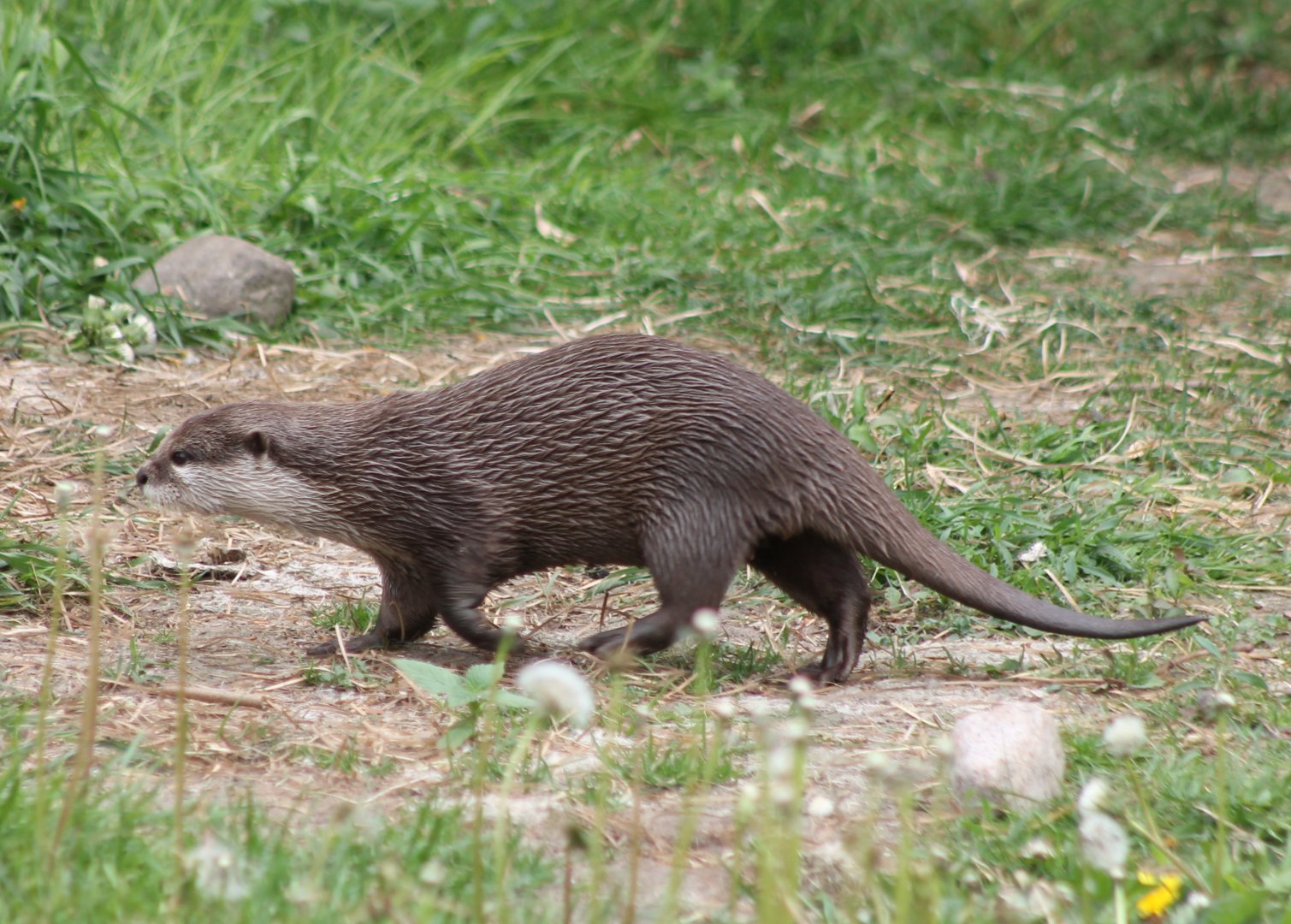 Small-clawed otter