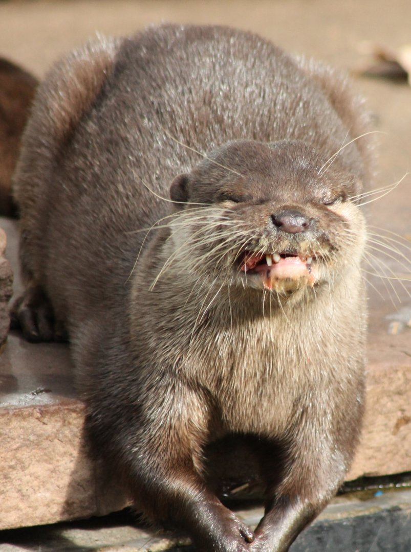 Small-clawed otter