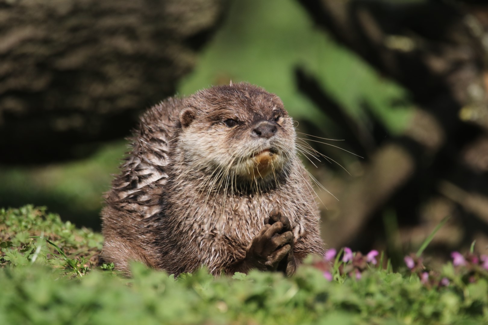 Small-clawed otter