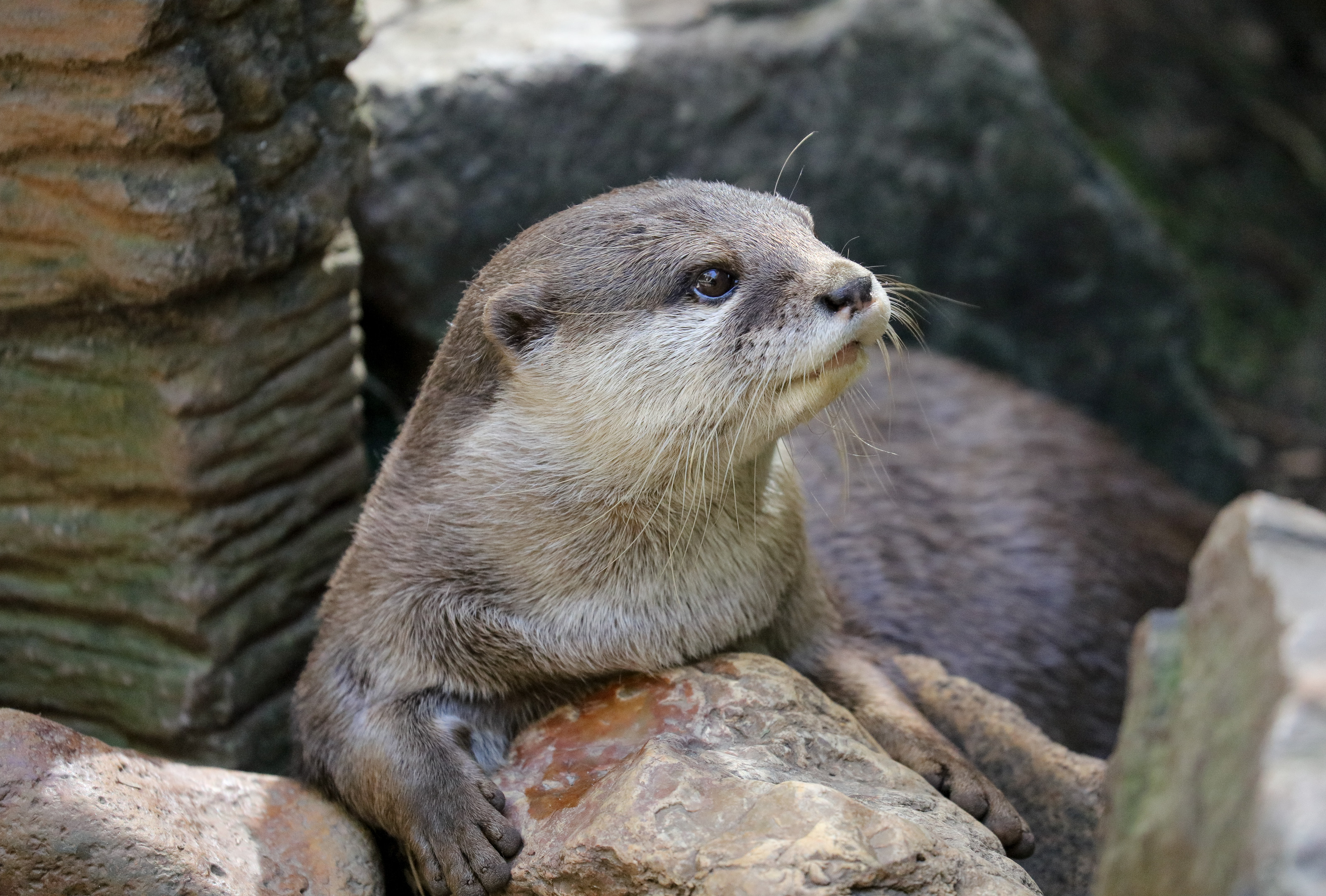 Small-clawed Otter