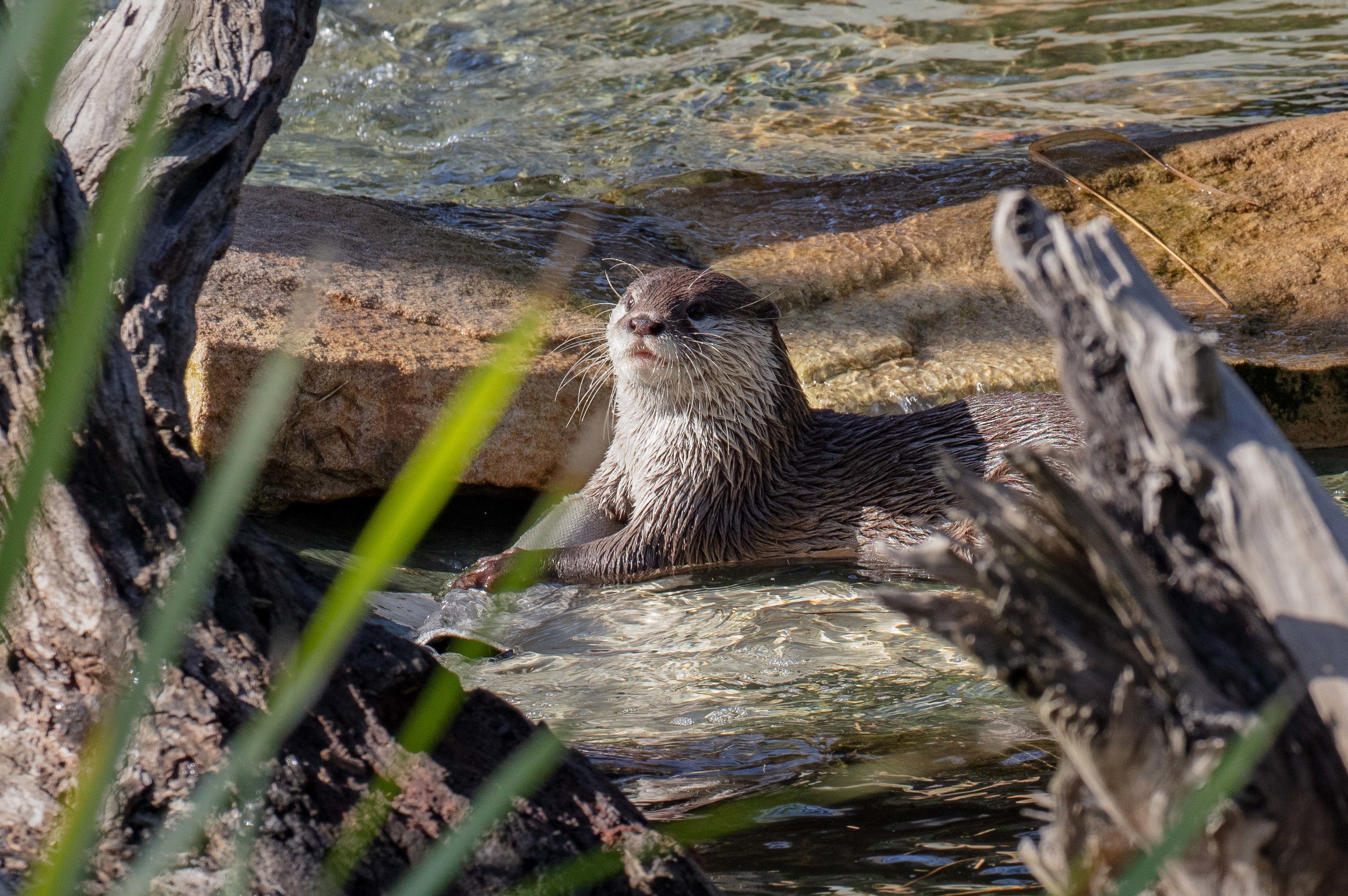 Small-clawed Otter