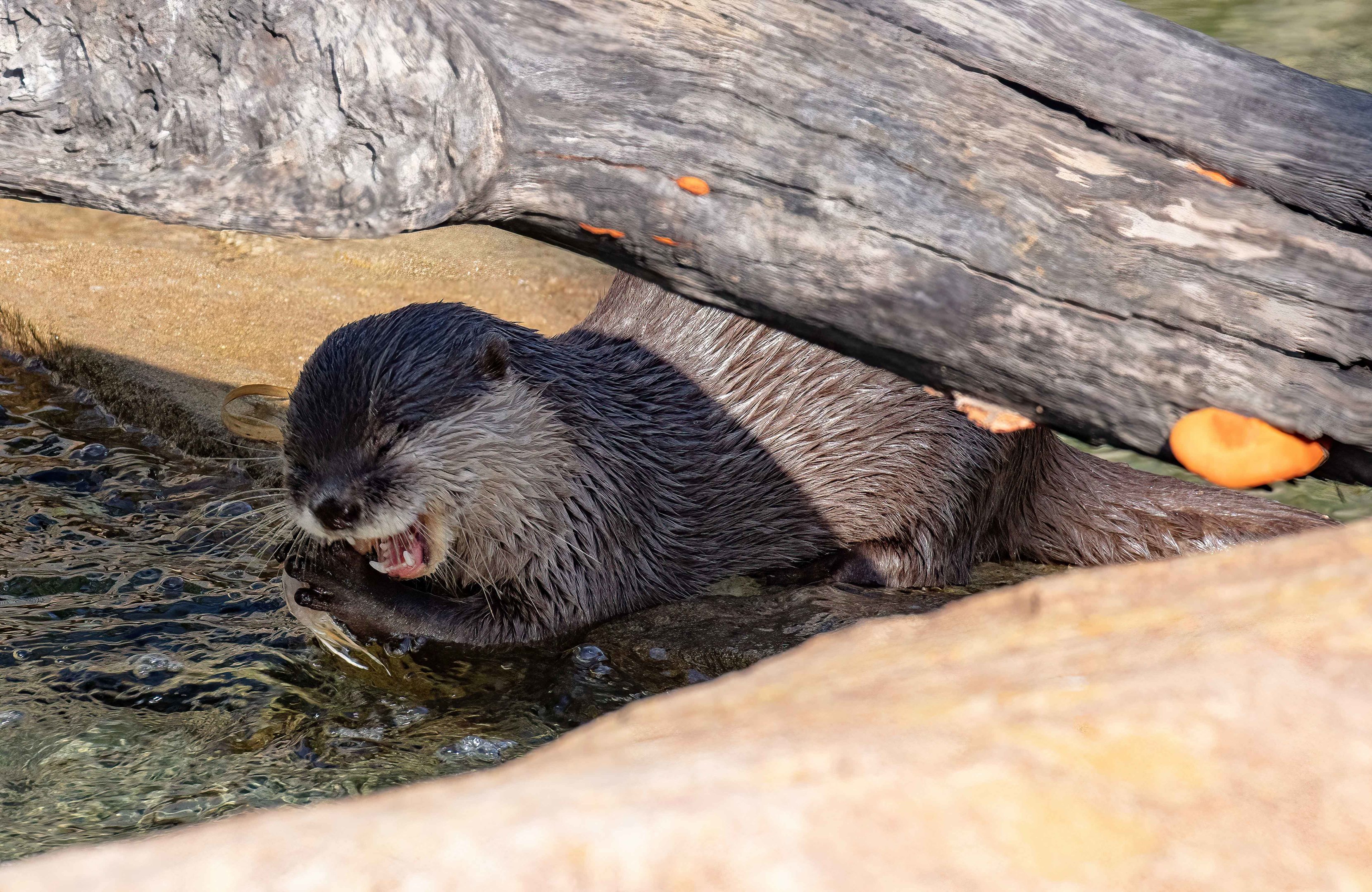 Small-clawed Otter