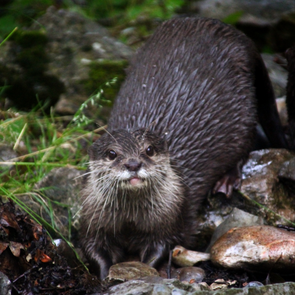 Small-clawed Otter