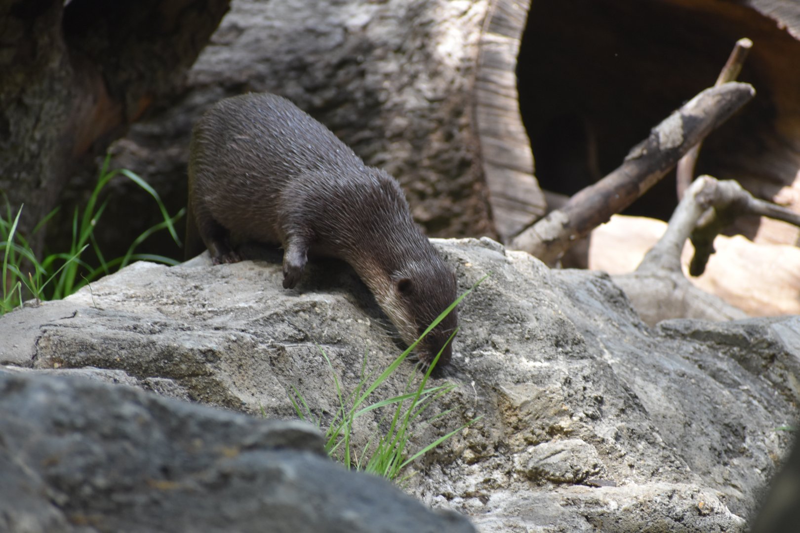 Small-clawed Otter