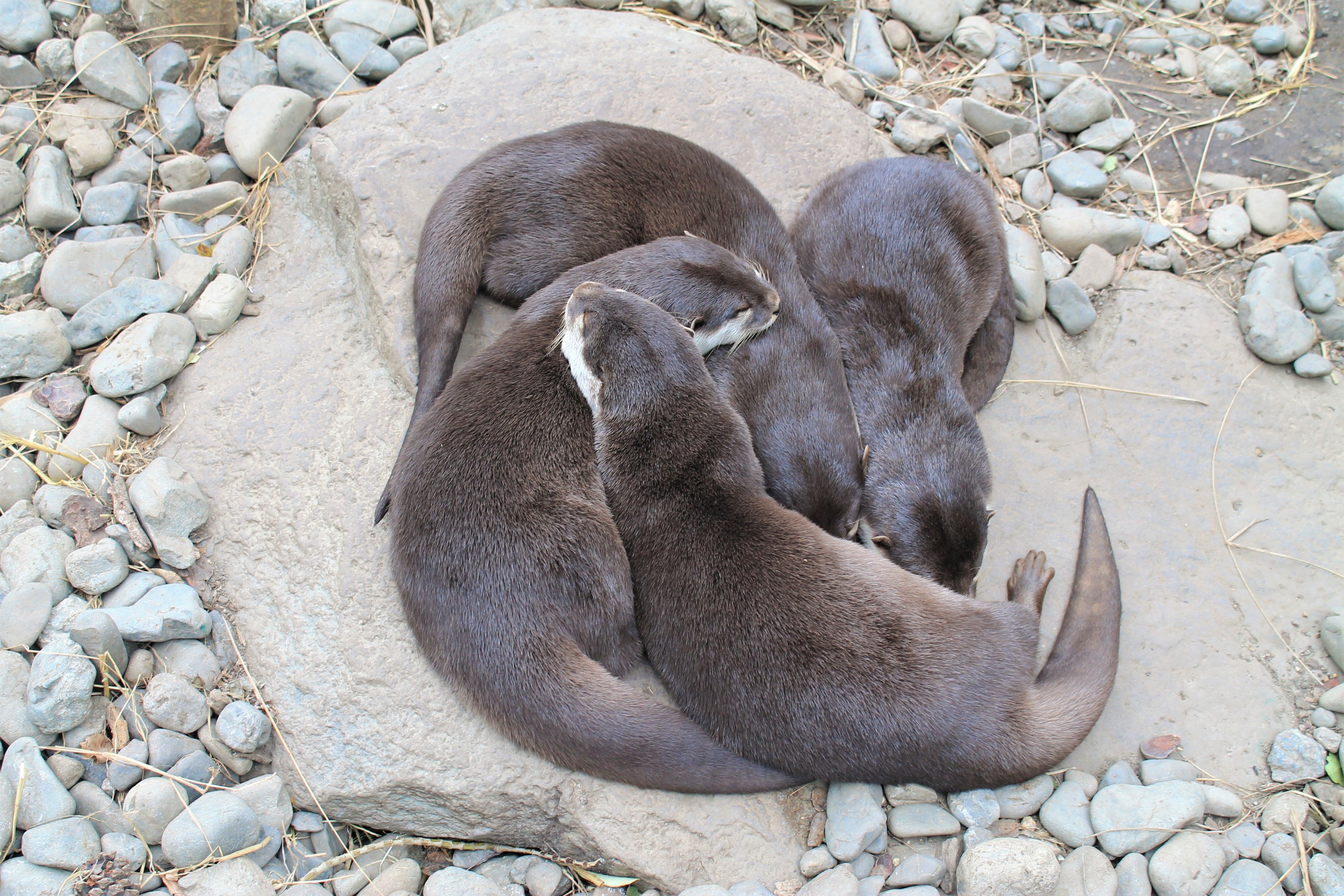 Small-clawed Otters (Amblonyx cinerea)