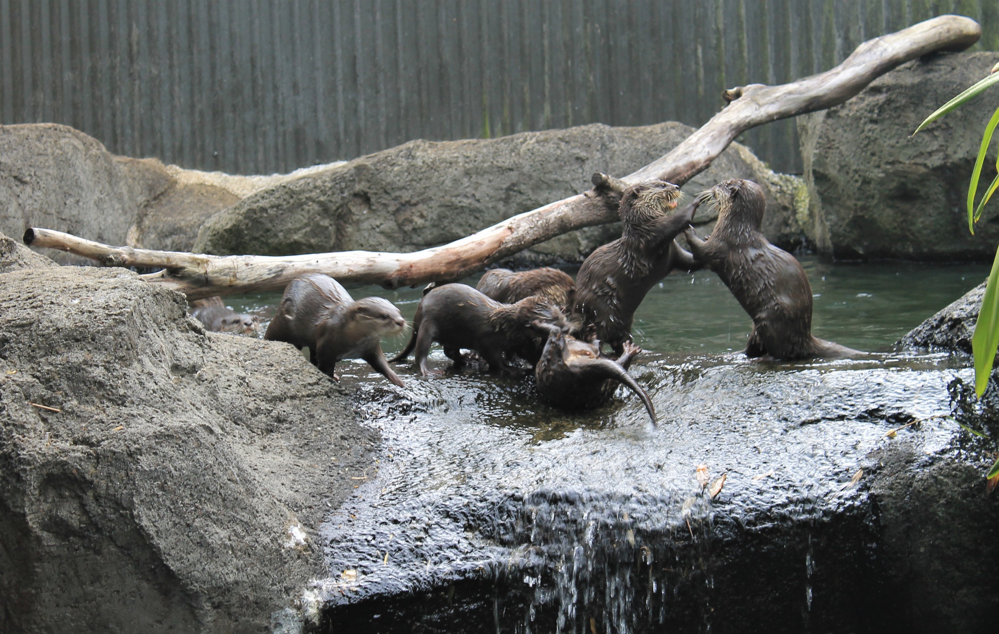 Small-clawed Otters (Aonyx cinereus)