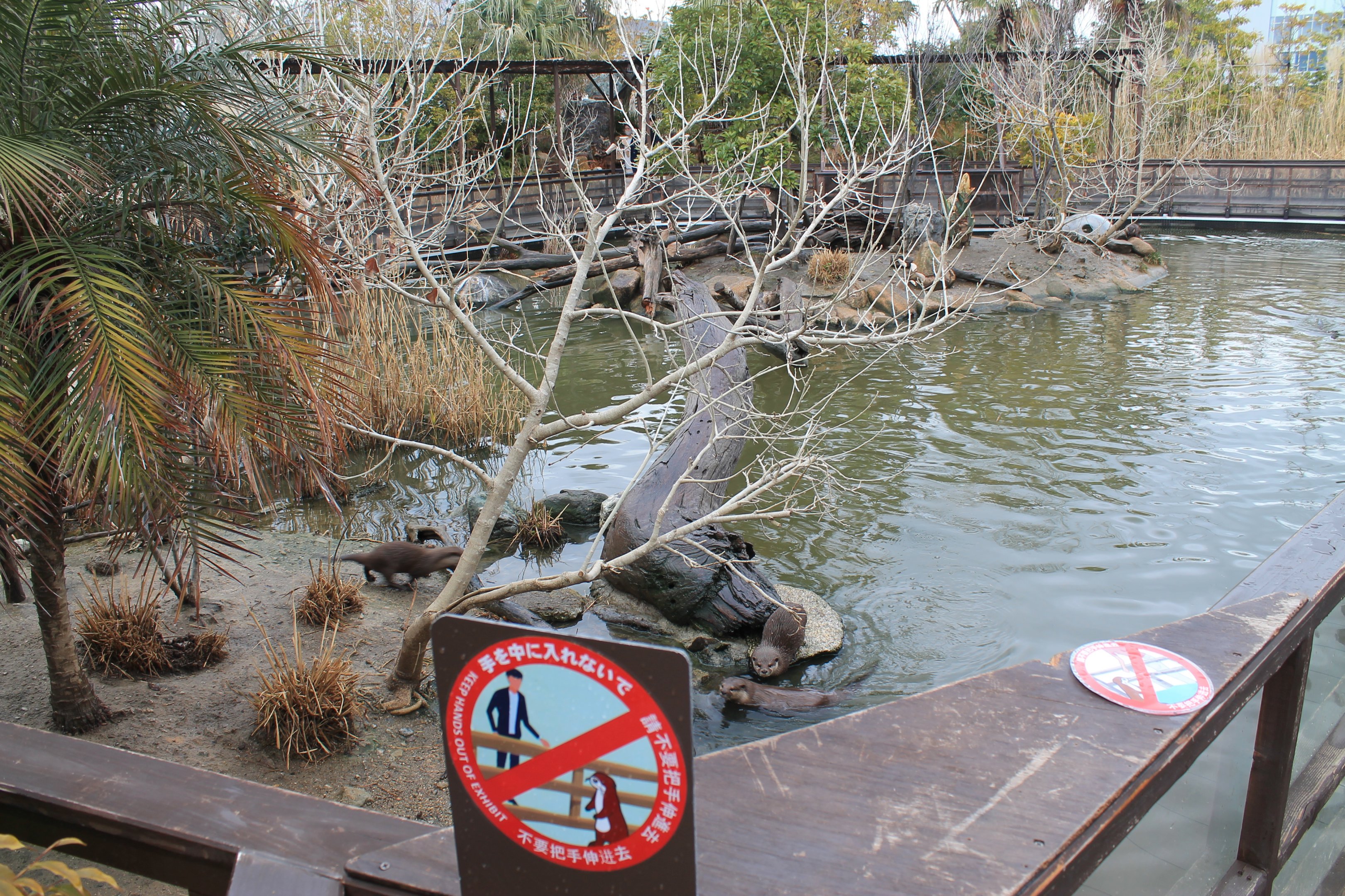Small-clawed Otters (Aonyx cinereus)