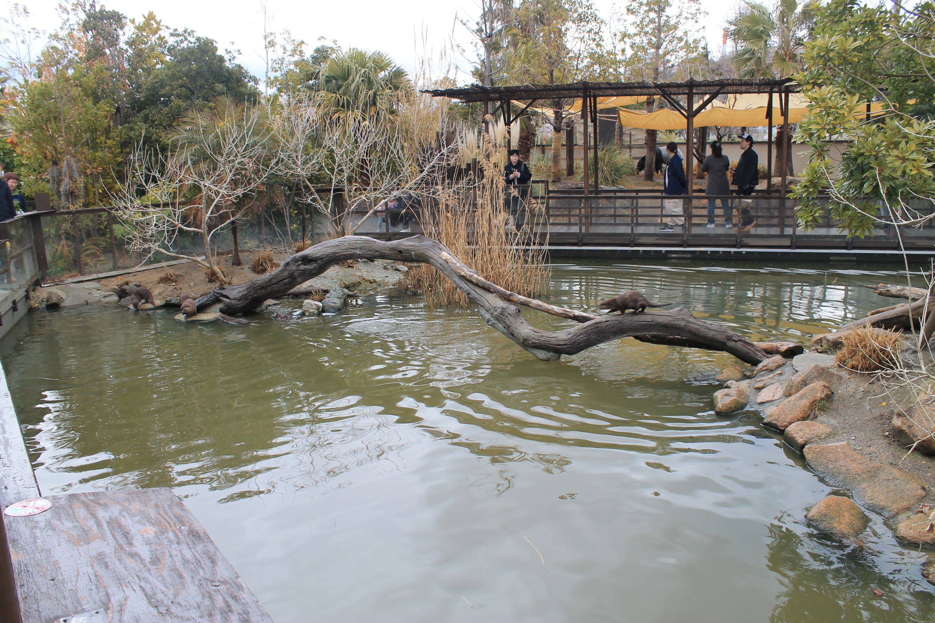 Small-clawed Otters (Aonyx cinereus)