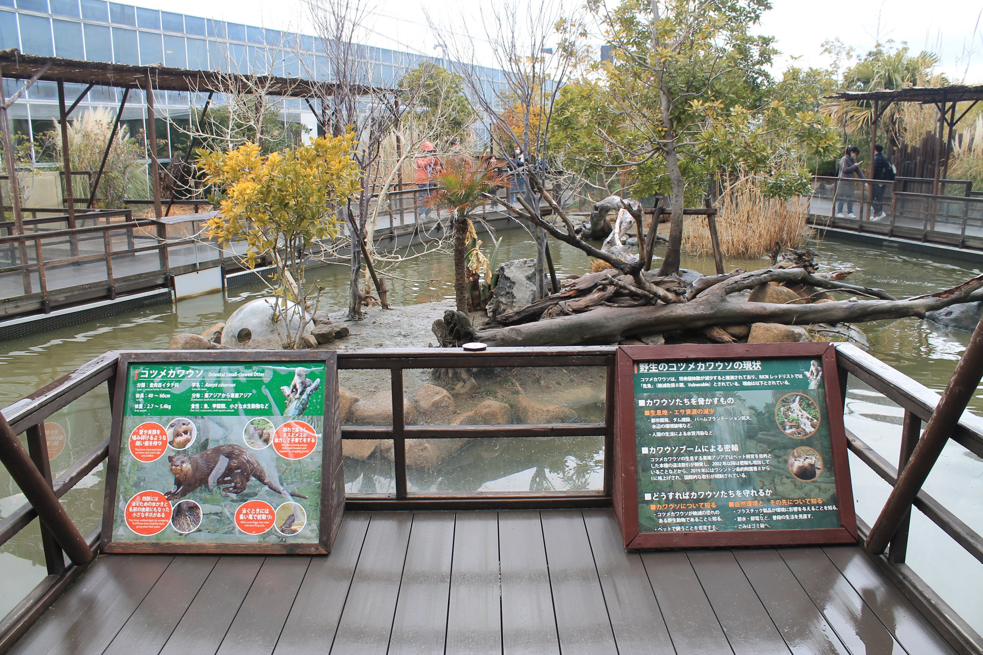 Small-clawed Otters (Aonyx cinereus)