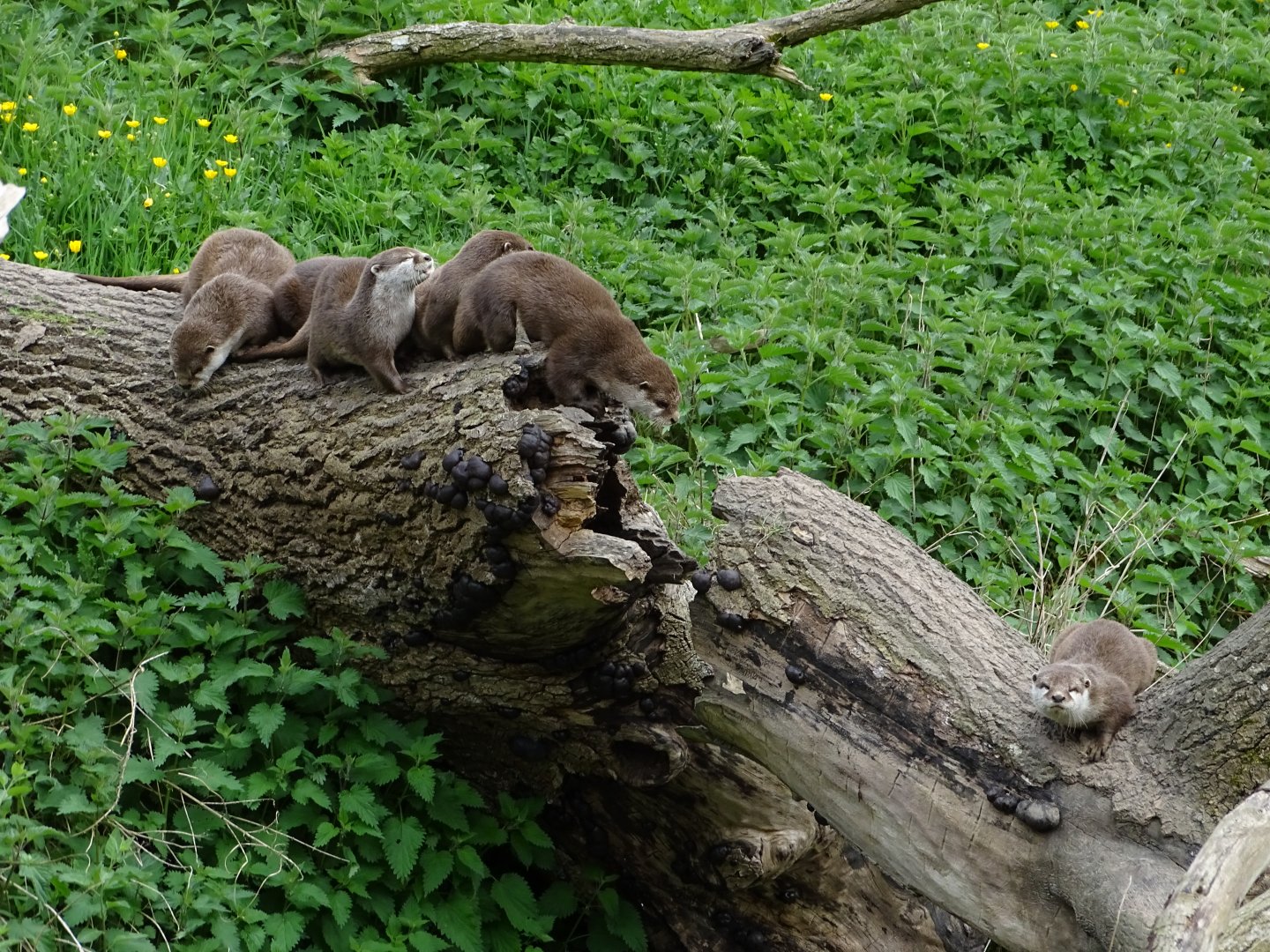 Small-clawed otters (Aonyx cinereus)