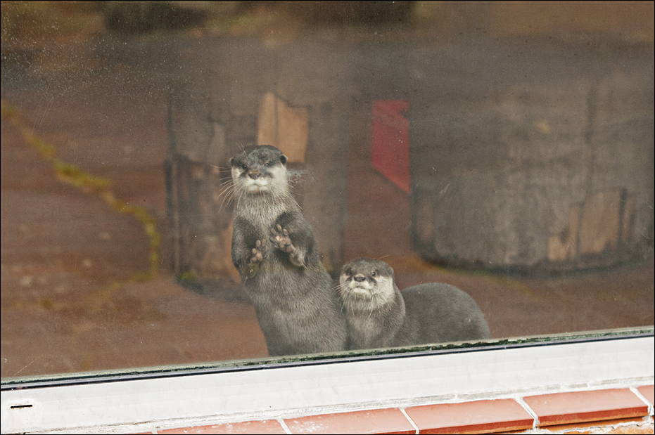Small clawed otters at Zoo in der Wingst