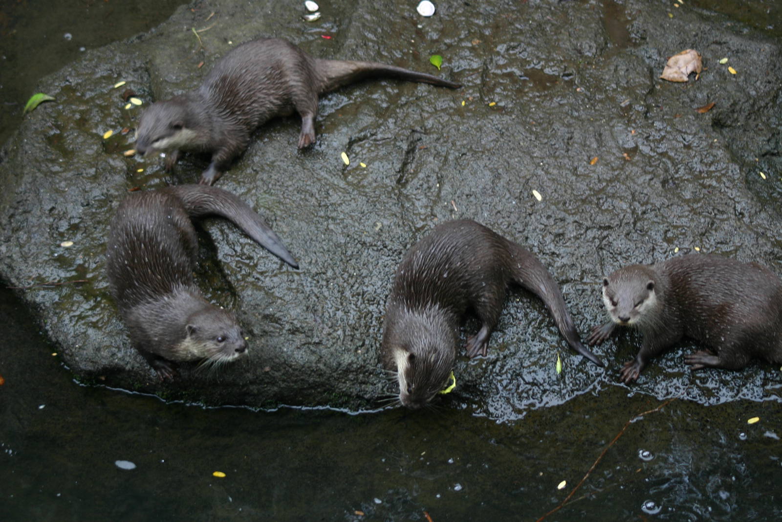 Small-clawed Otters - Auckland Zoo April 2011