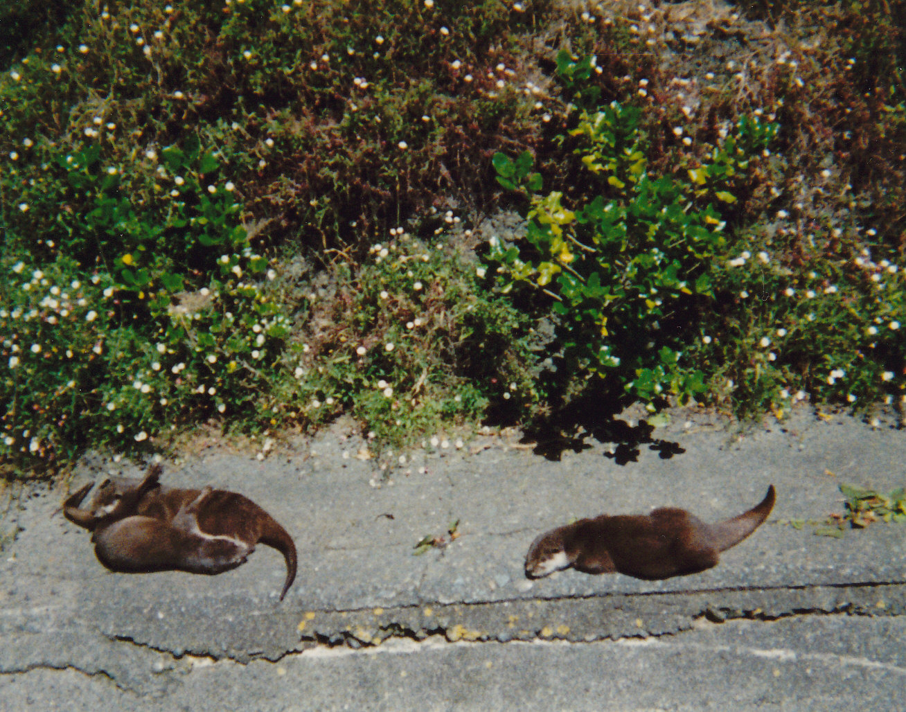 small-clawed otters