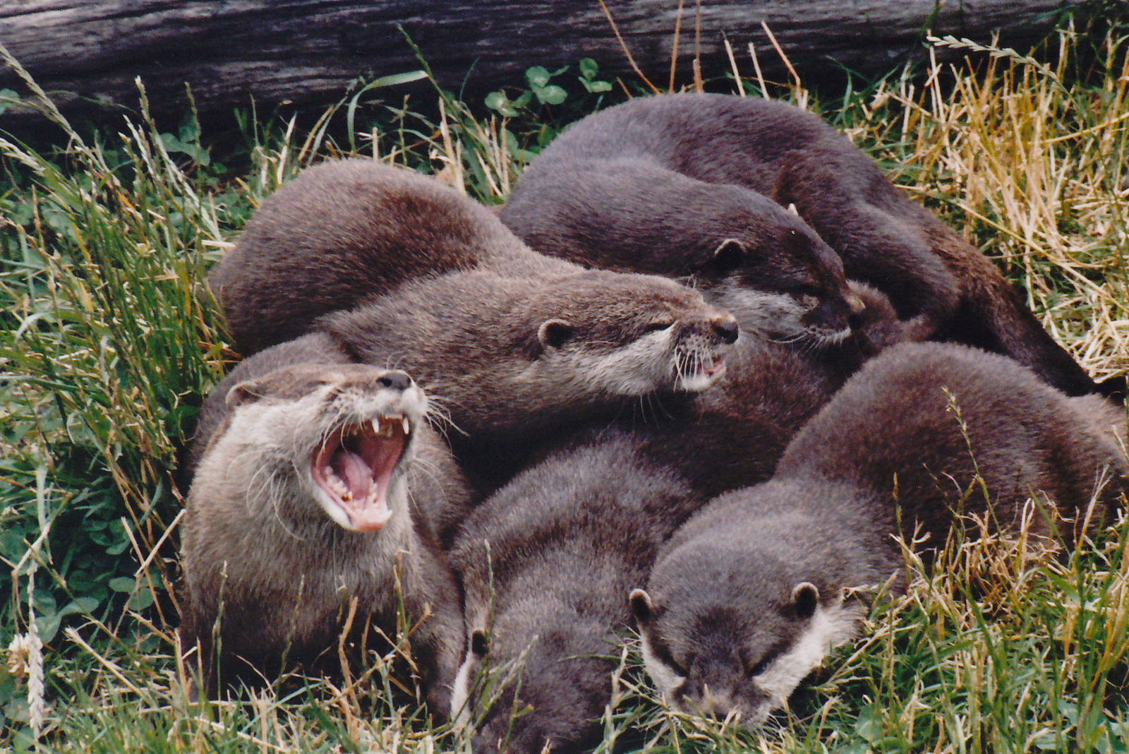 small-clawed otters