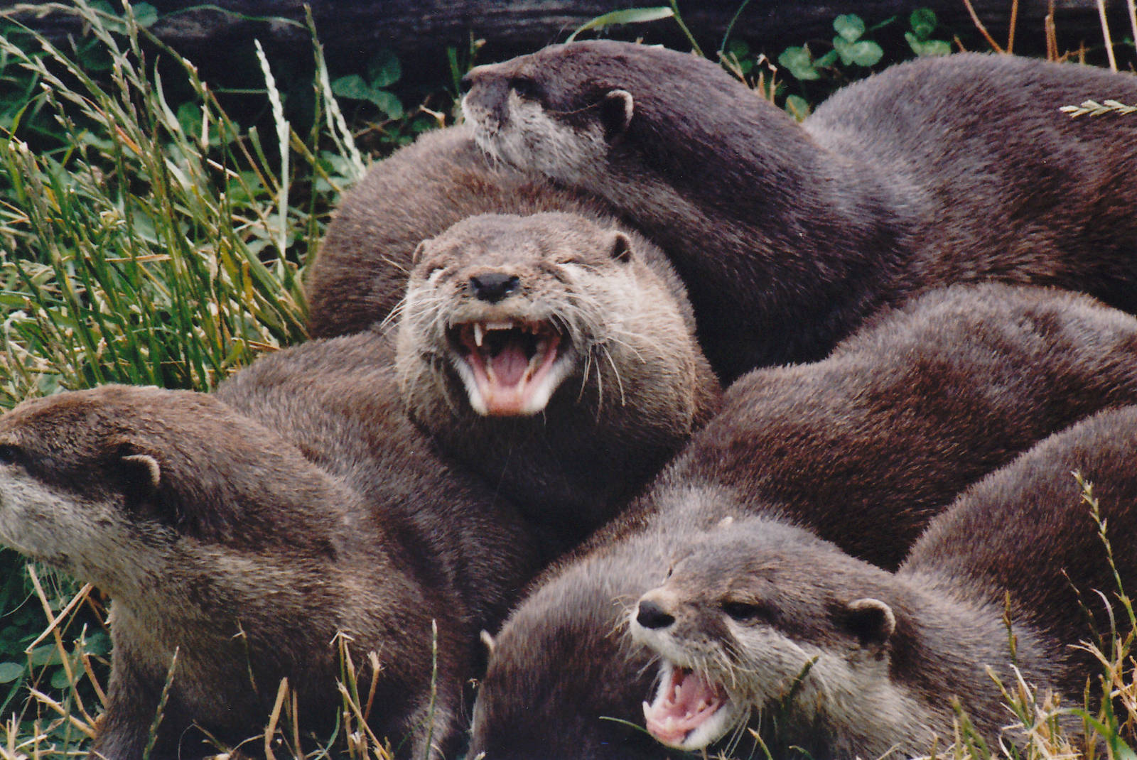 small-clawed otters