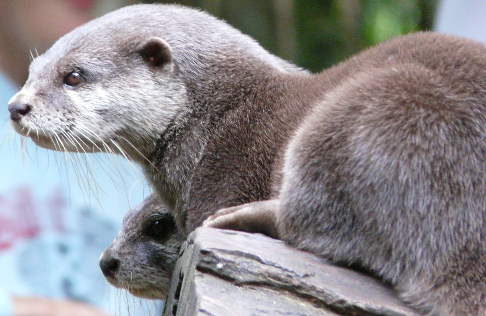 Small-clawed otters