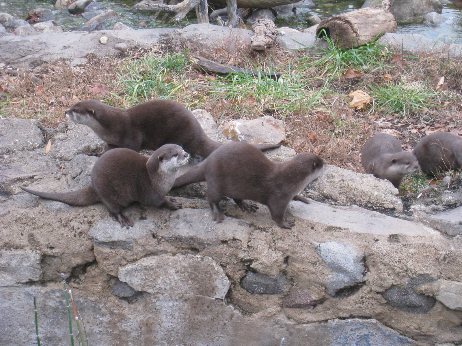 Small-clawed Otters