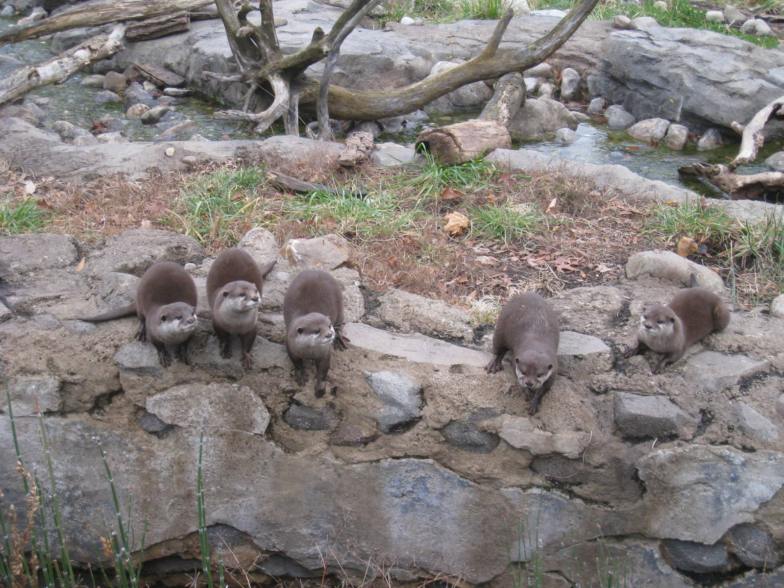 Small-clawed Otters