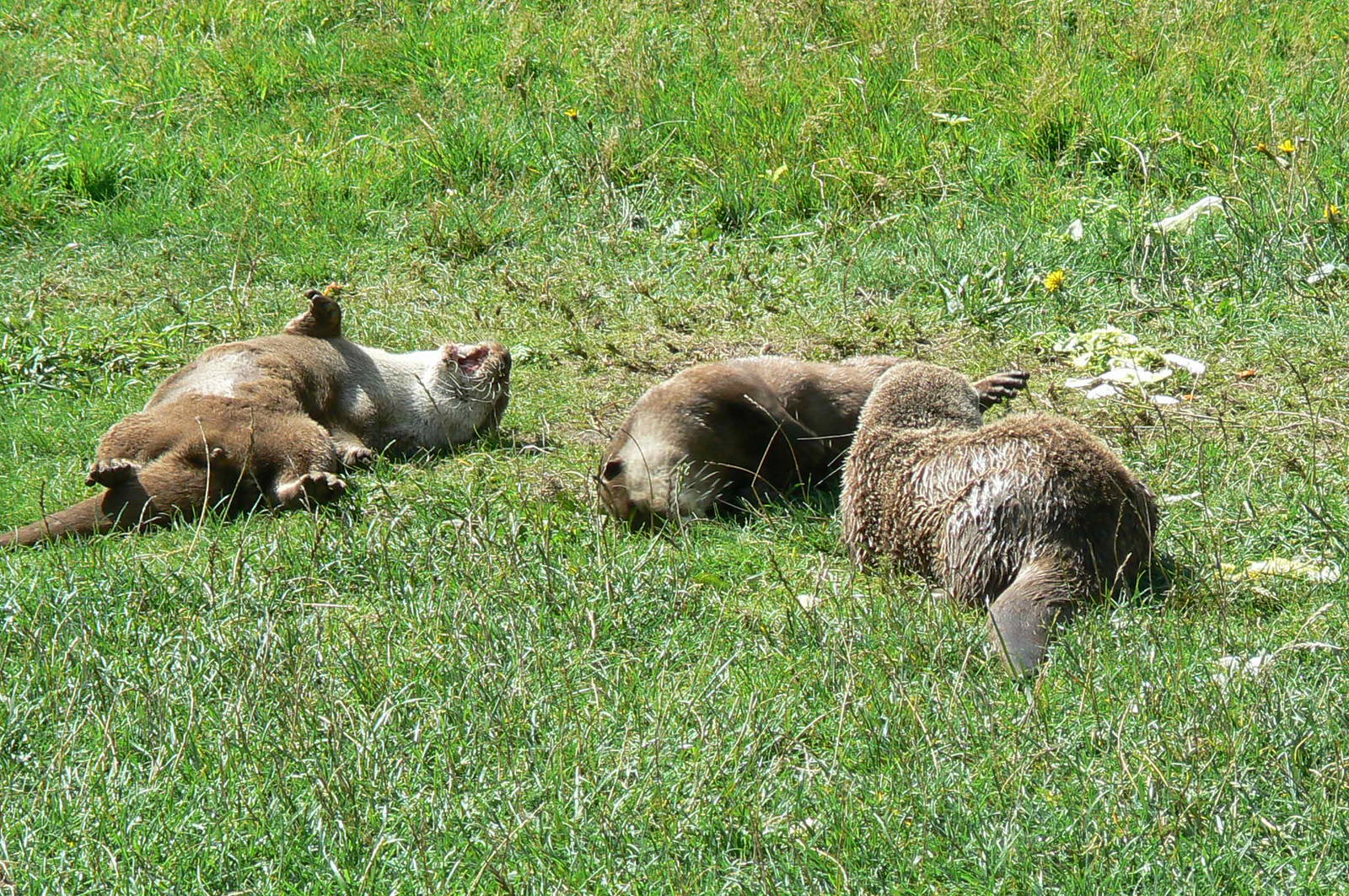Small-clawed otters